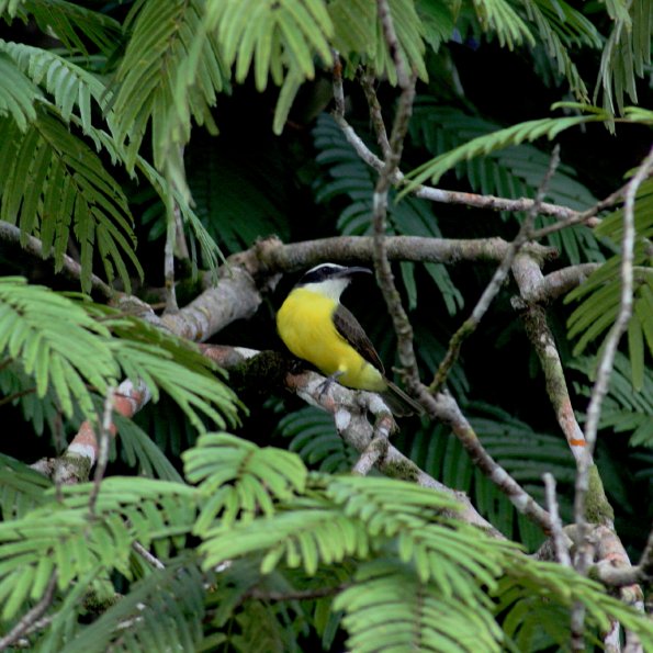 tyran-quiquivi-great-kiskadee-pitangus-sulphuratus-